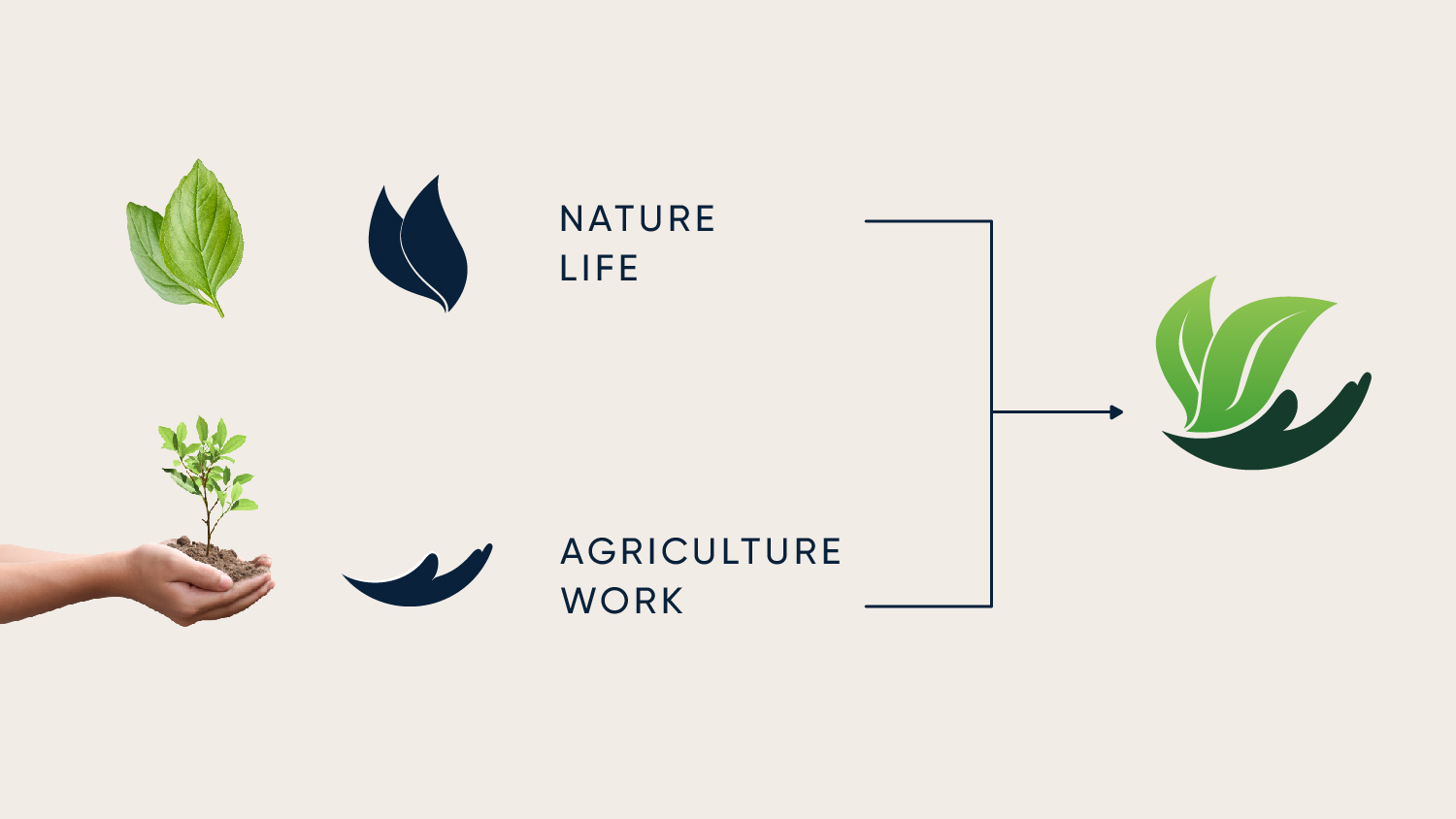Viverdi brand development